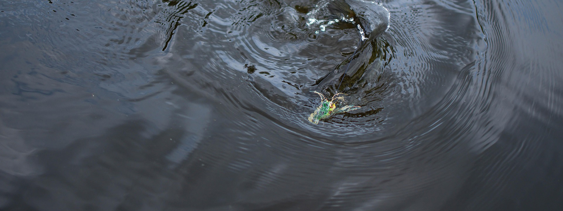 Hengelsportwinkel 4 Hengelsportwinkel -Hengelsportwinkel fish 5141542 1920